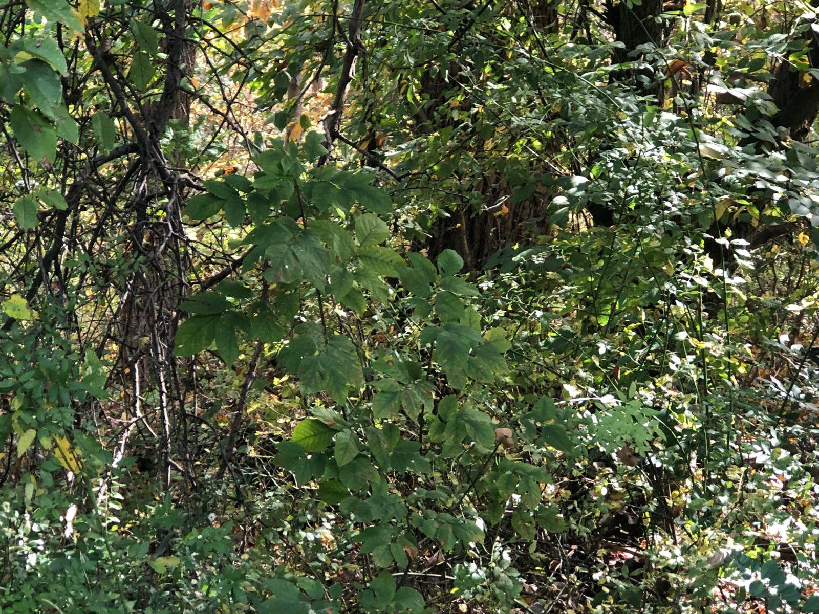 #5 photo, 49 Route 311, Kent , NY 10512