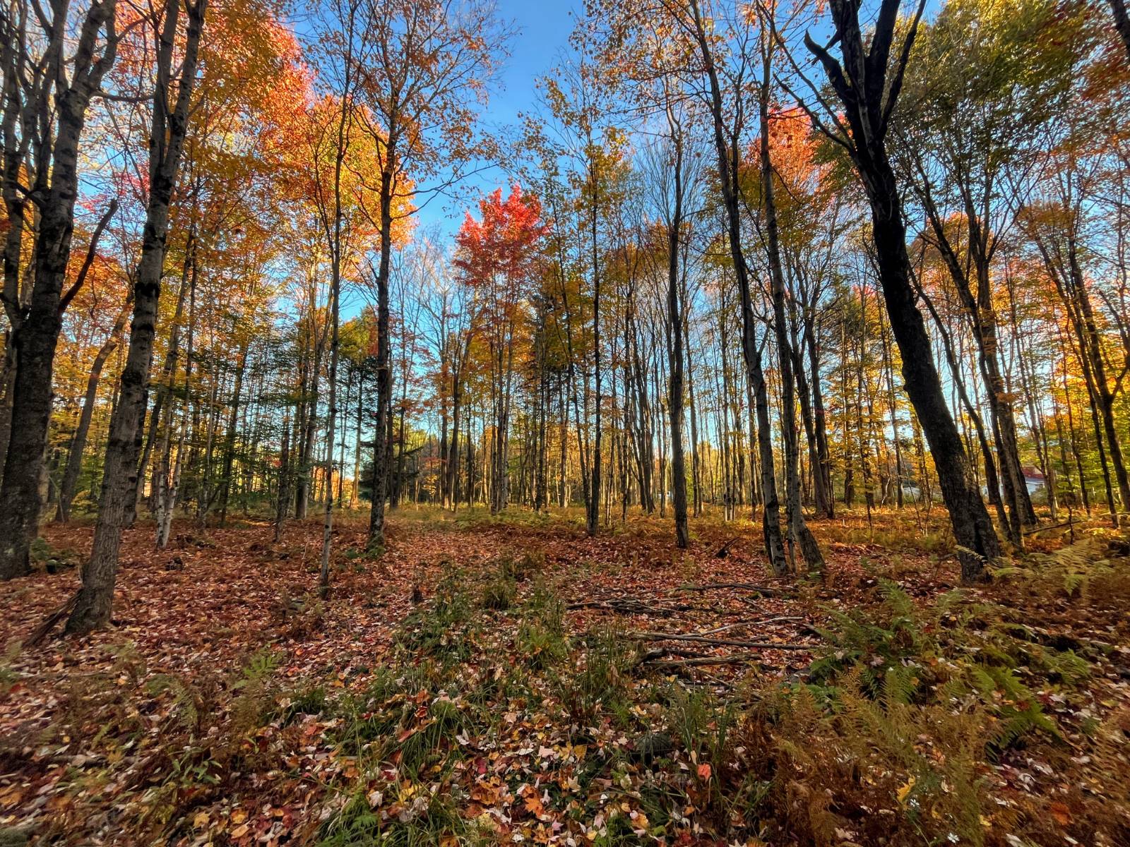 #7 photo, 00 State Highway 812, #6, Harrisville , NY 13648