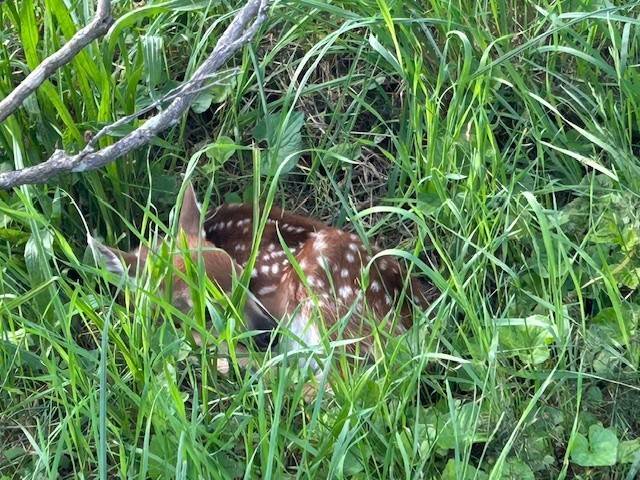 #24 photo, 220-2 Belden Corners Rd, Dolgeville , NY 13329