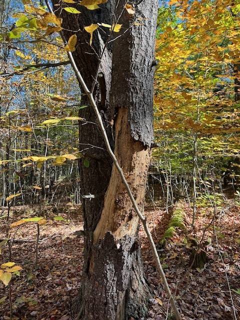 #6 photo, 220-2 Belden Corners Rd, Dolgeville , NY 13329