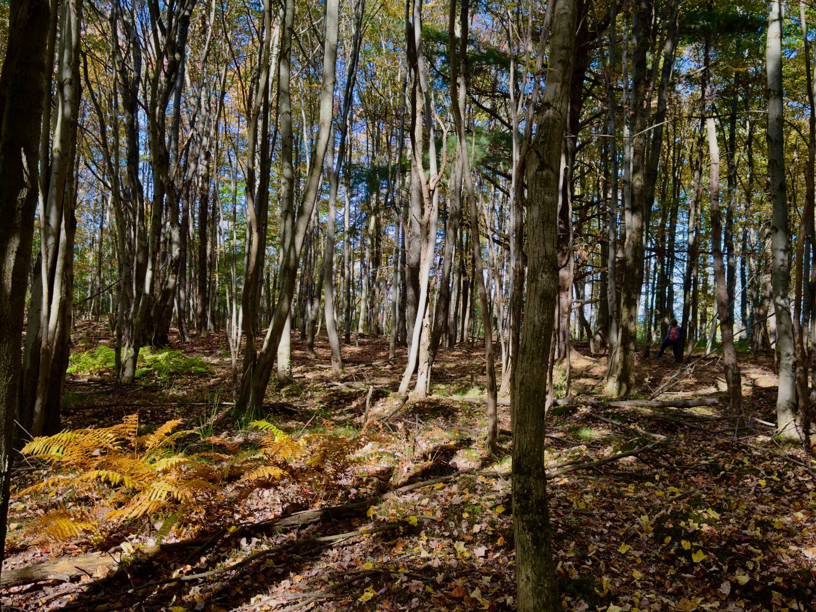 #10 photo, 2979 Leach Rd, Eaton , NY 13334