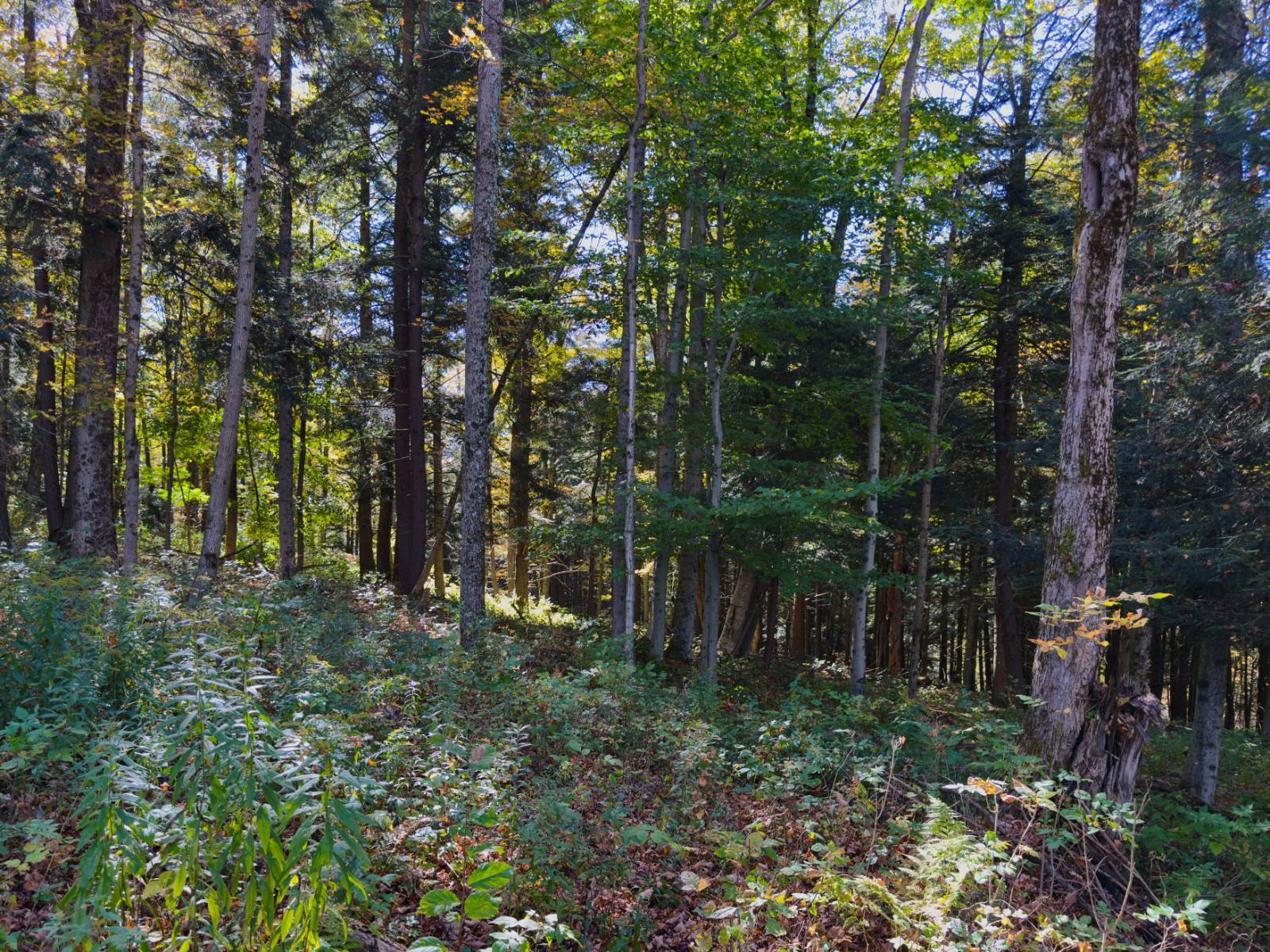 #2 photo, 2979 Leach Rd, Eaton , NY 13334