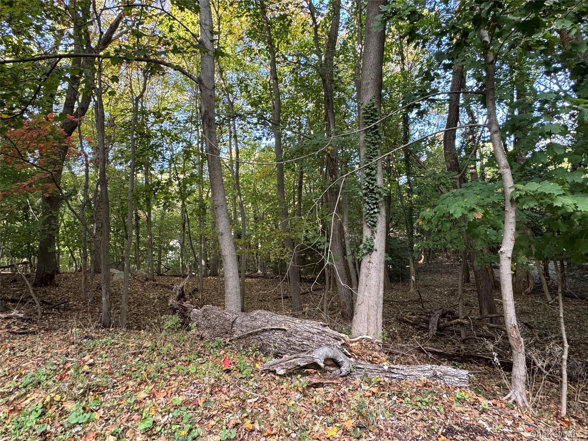 #6 photo, Thompson St/E. Broadway, サフォーク郡 Port Jefferson Village , NY 11777