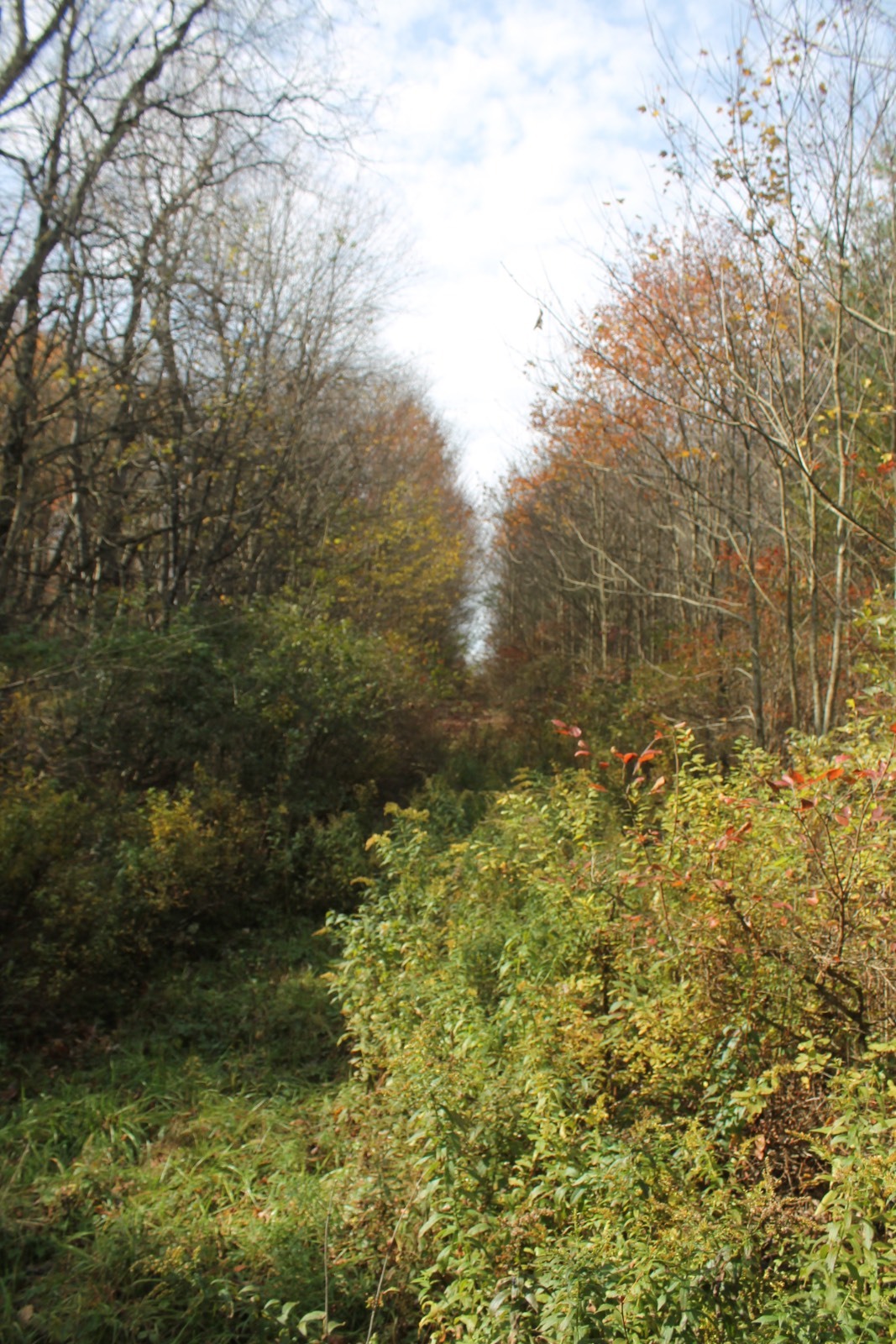 #7 photo, 0 Co Hwy 14, New Lisbon , NY 13810