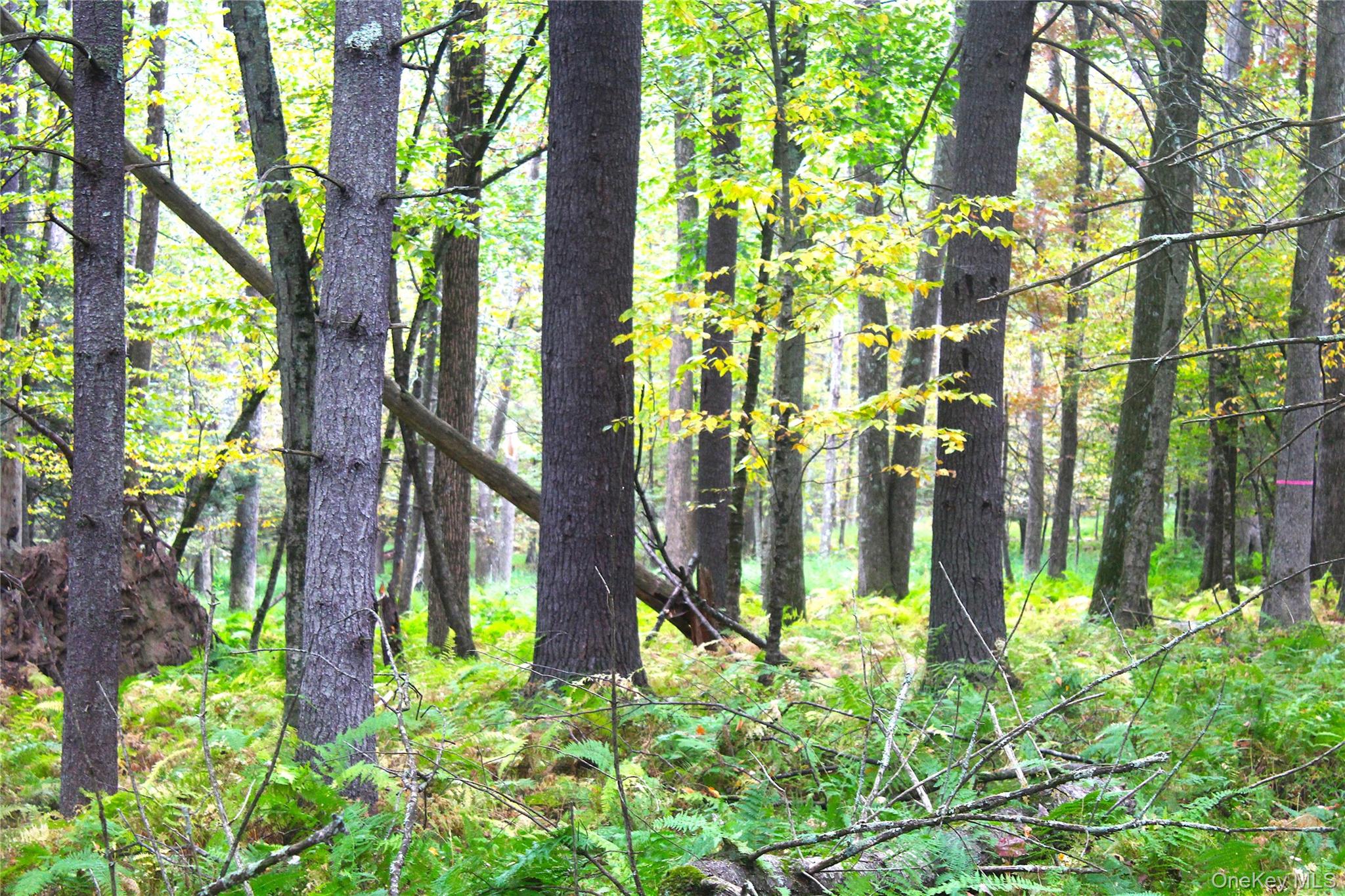 #12 photo, Lot 2 Evergreen Lane, Narrowsburg , NY 12764