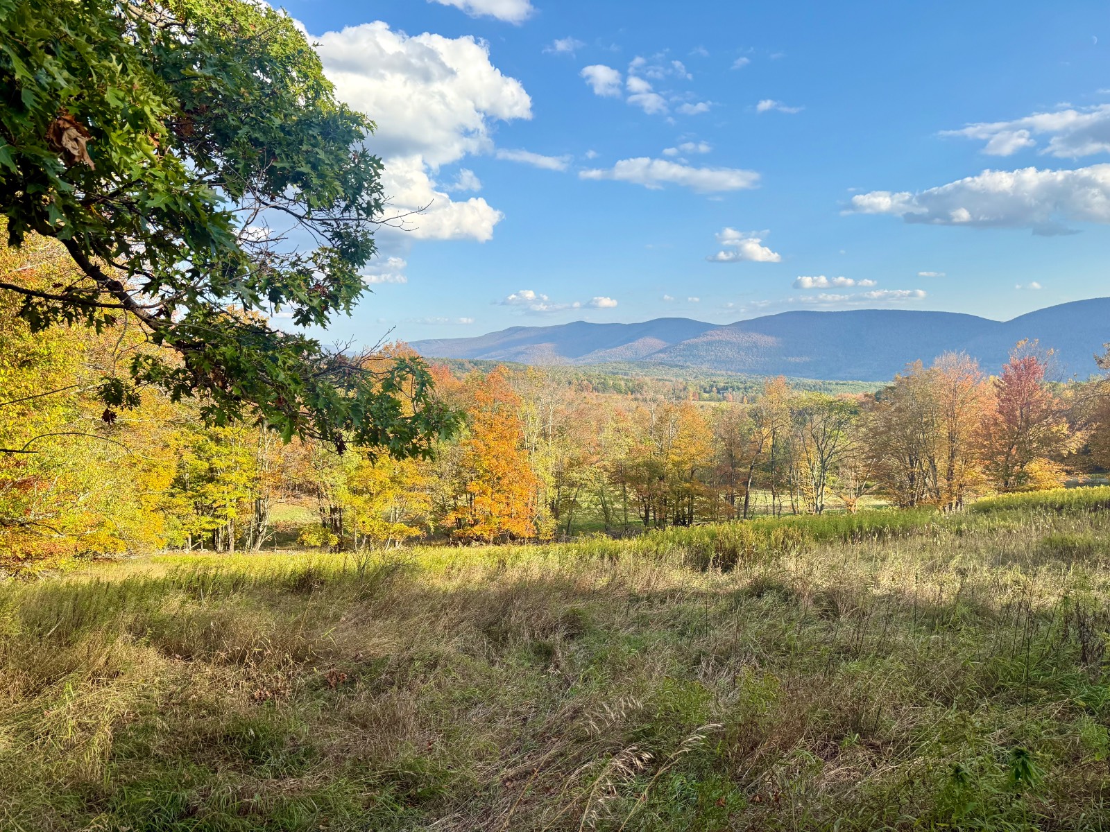 #13 photo, 0 Bruce Cross Rd, Lexington , NY 12468