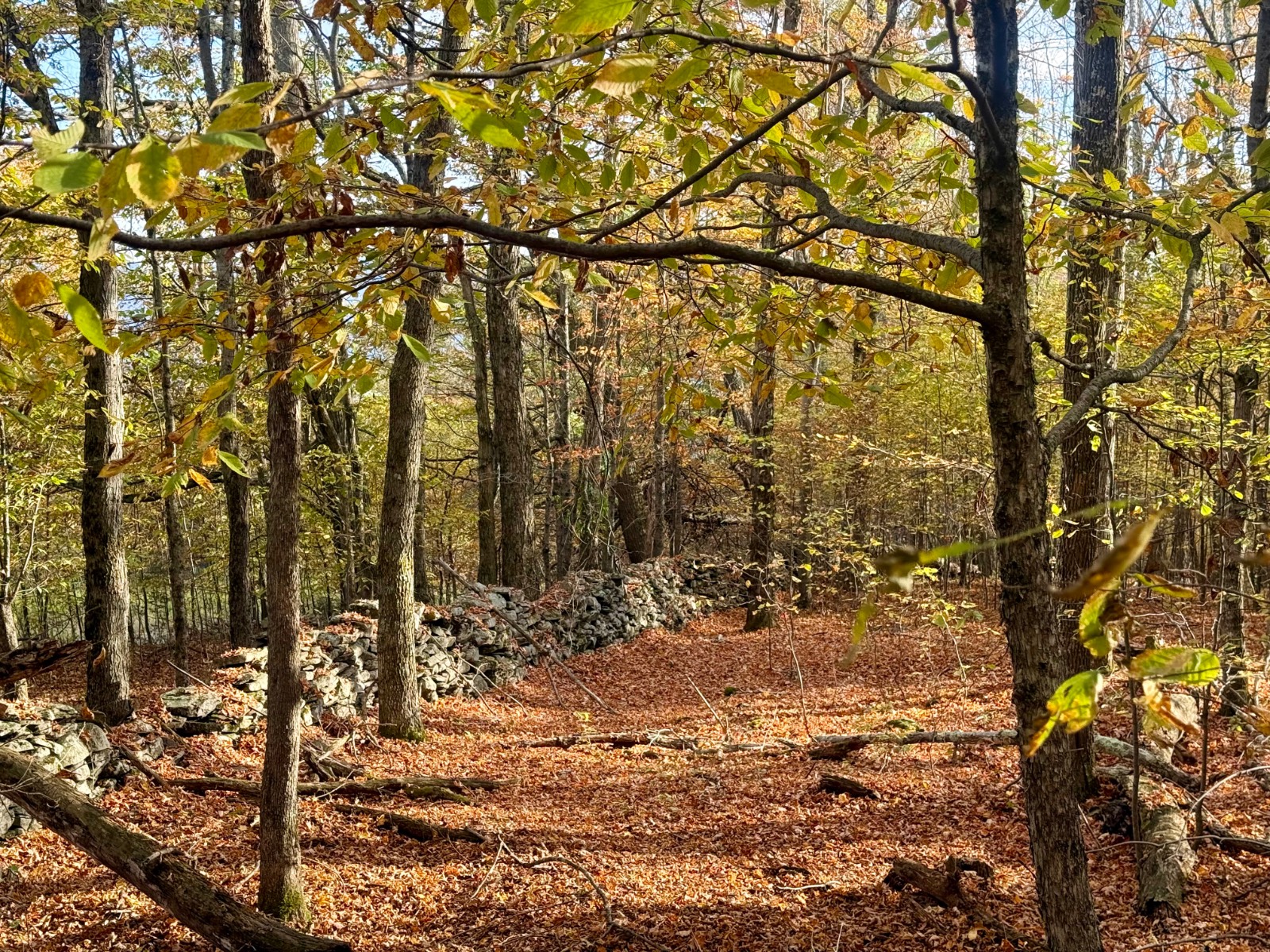 #15 photo, 0 Bruce Cross Rd, Lexington , NY 12468