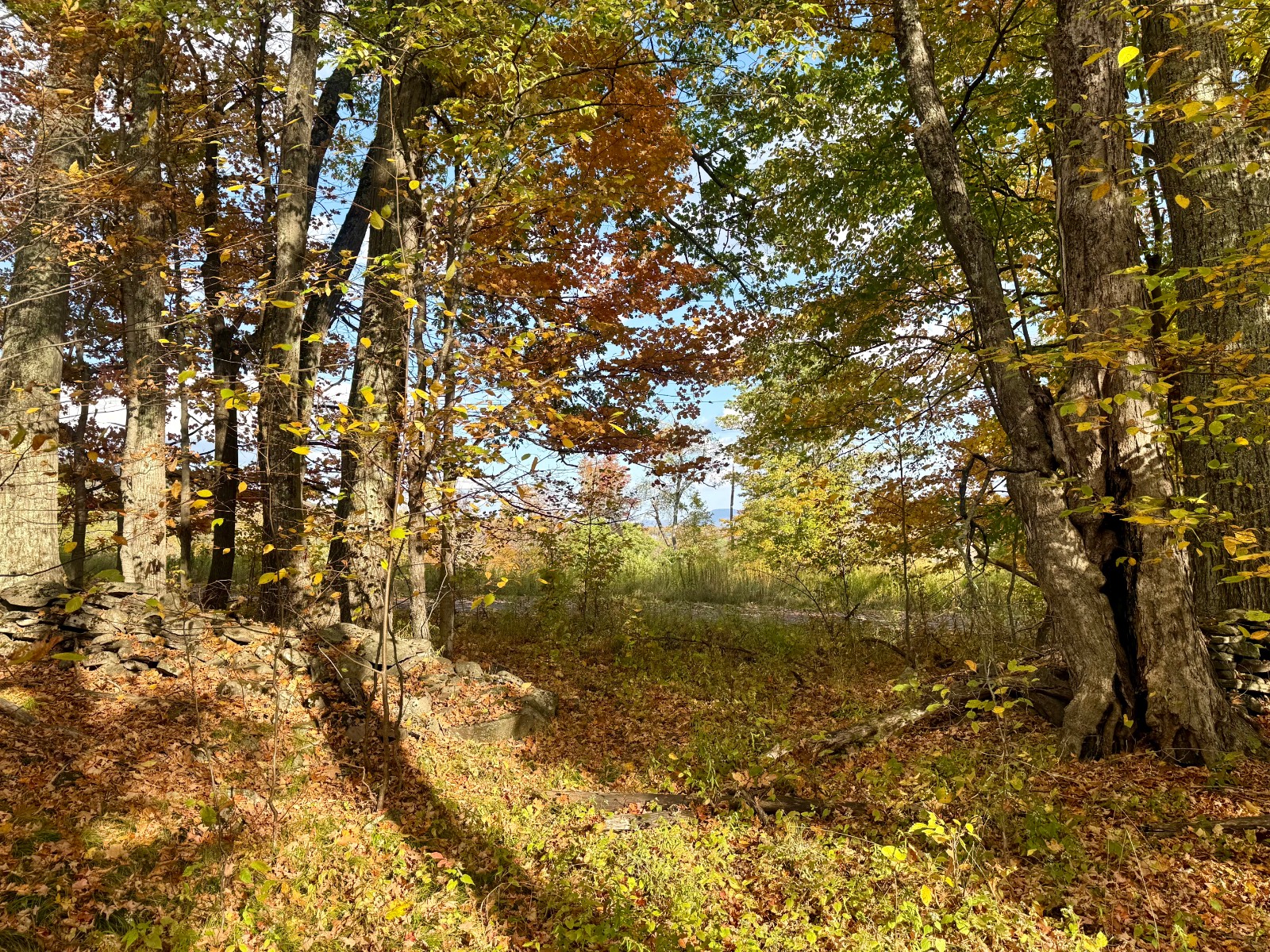 #23 photo, 0 Bruce Cross Rd, Lexington , NY 12468