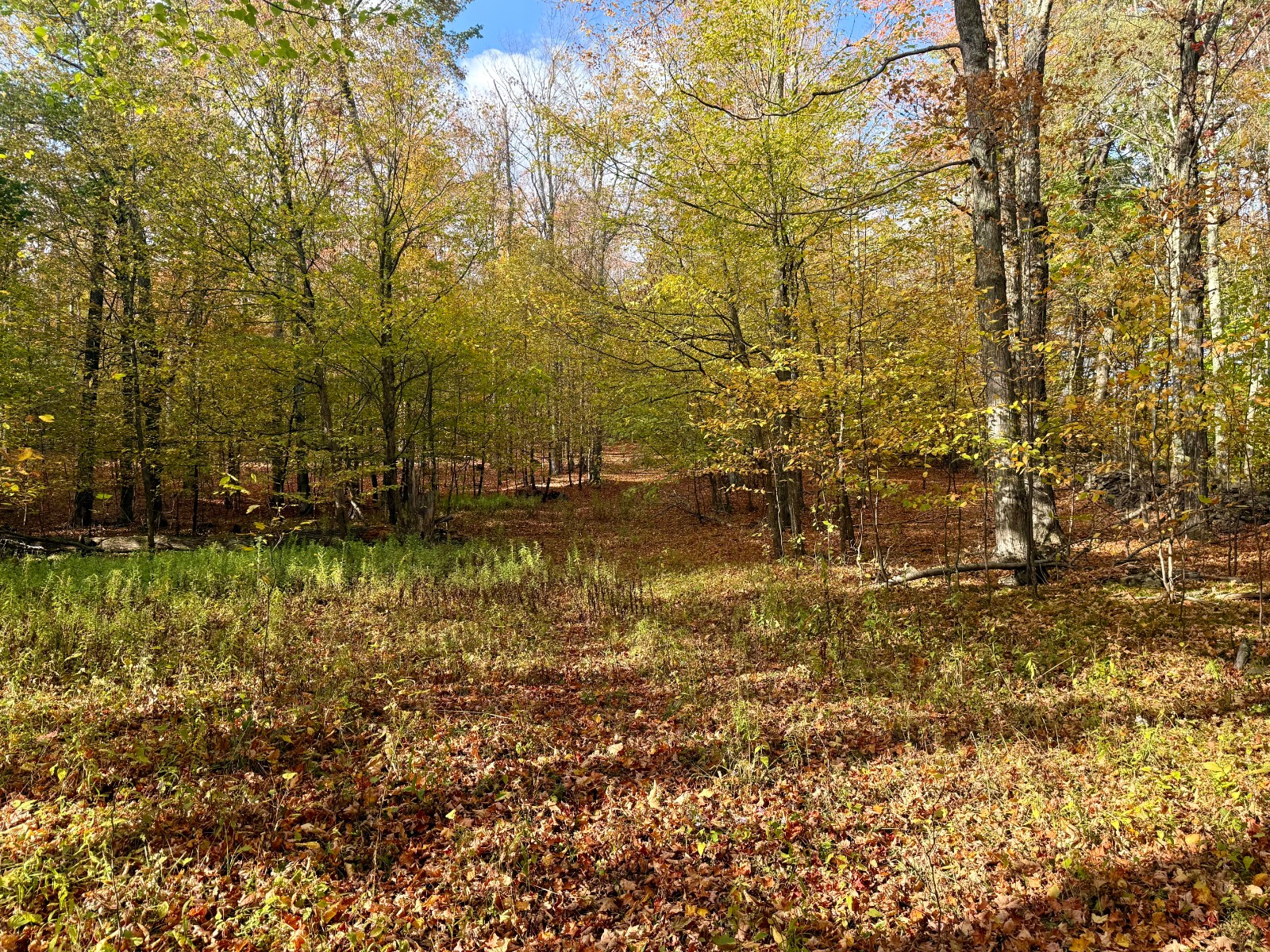 #24 photo, 0 Bruce Cross Rd, Lexington , NY 12468