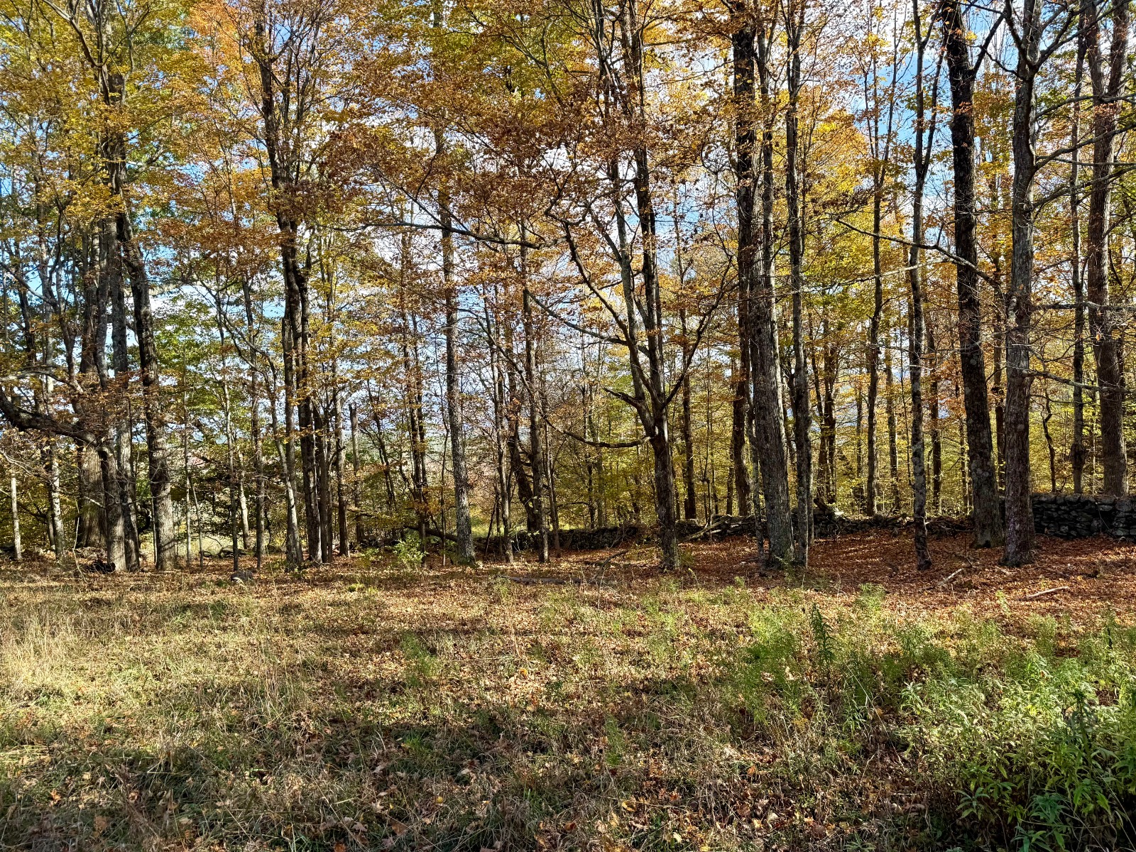 #35 photo, 0 Bruce Cross Rd, Lexington , NY 12468