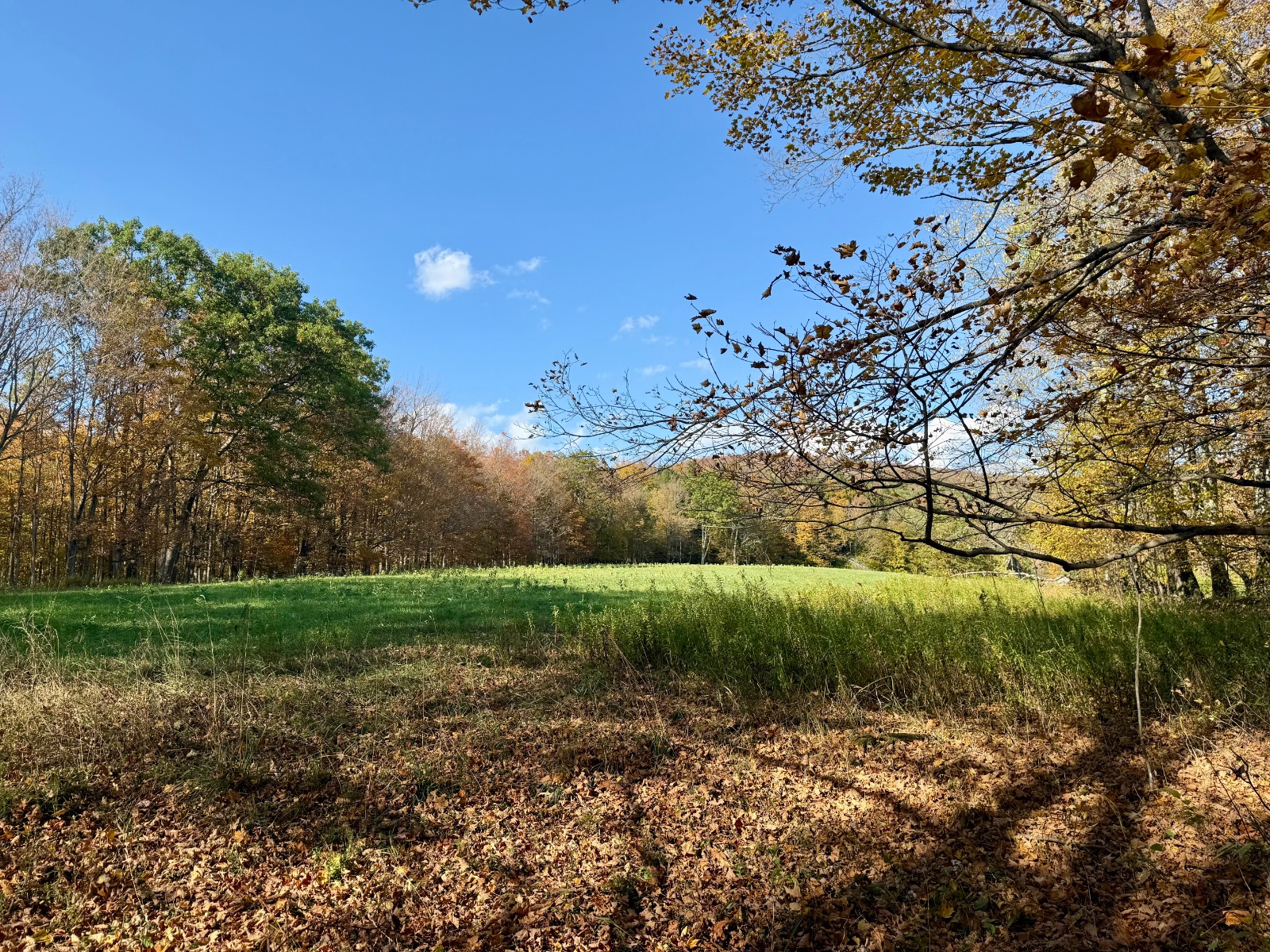 #36 photo, 0 Bruce Cross Rd, Lexington , NY 12468