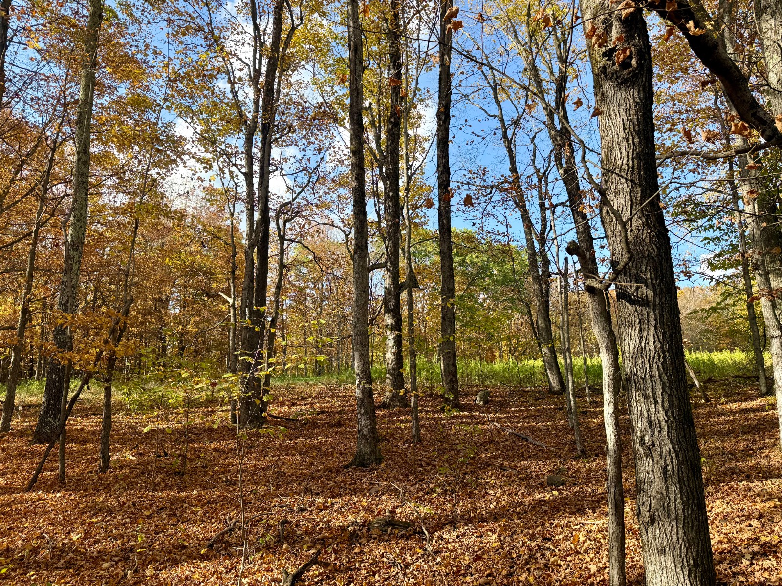 #38 photo, 0 Bruce Cross Rd, Lexington , NY 12468