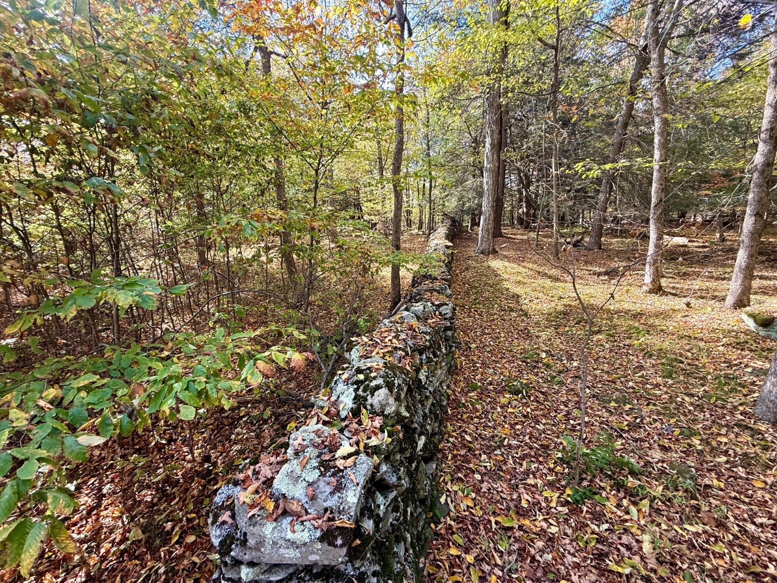 #39 photo, 0 Bruce Cross Rd, Lexington , NY 12468