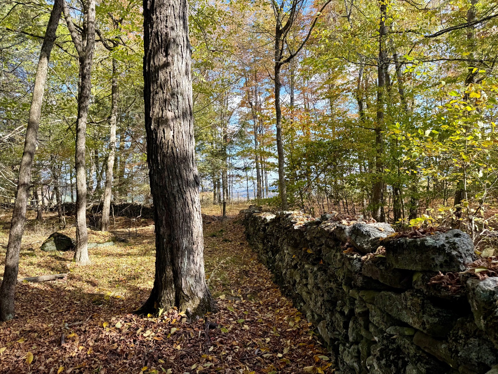 #40 photo, 0 Bruce Cross Rd, Lexington , NY 12468