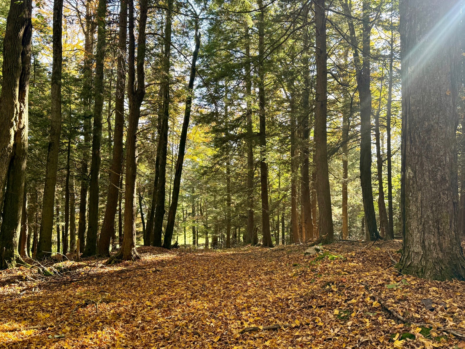 #41 photo, 0 Bruce Cross Rd, Lexington , NY 12468