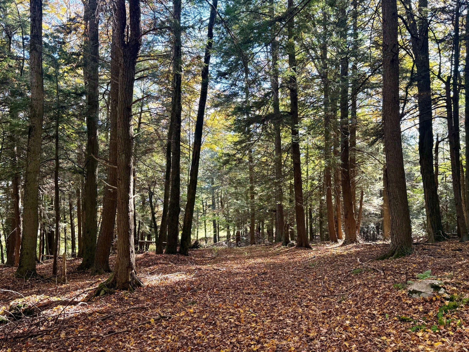 #45 photo, 0 Bruce Cross Rd, Lexington , NY 12468