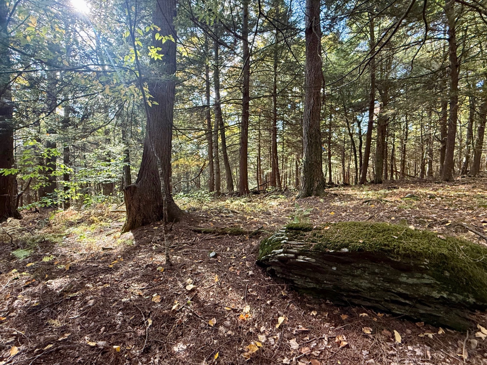 #46 photo, 0 Bruce Cross Rd, Lexington , NY 12468