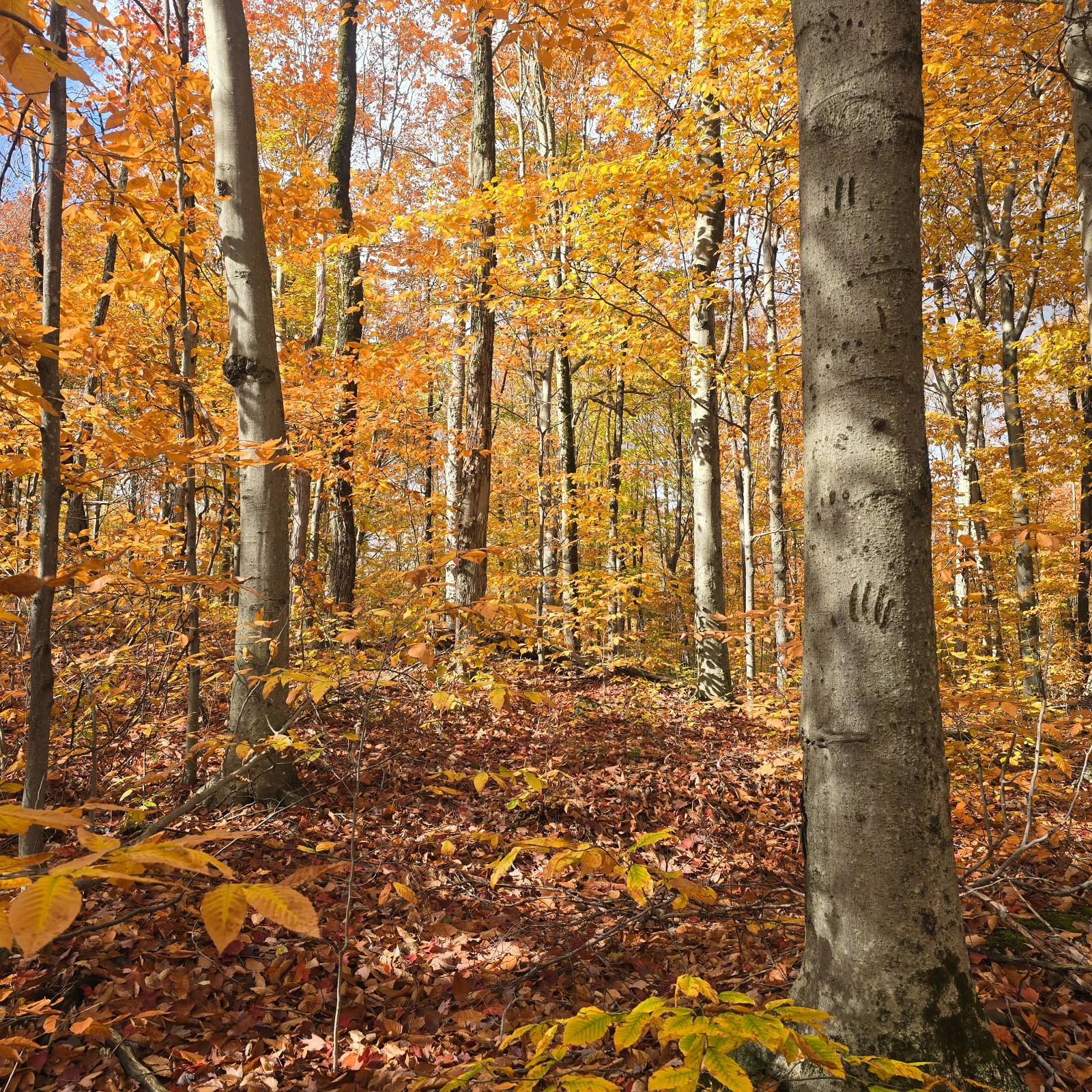 #21 photo, 7761 Alpine Rd, Harrisville , NY 13648