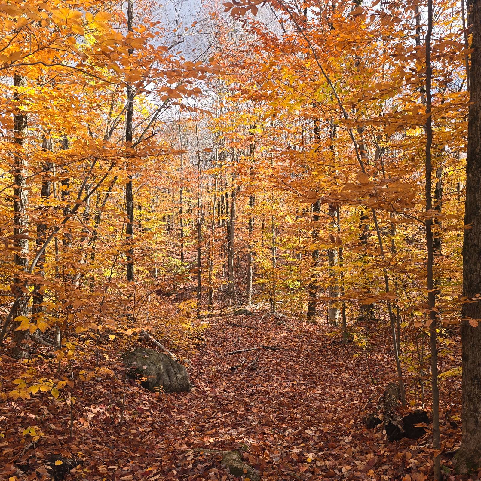 #24 photo, 7761 Alpine Rd, Harrisville , NY 13648