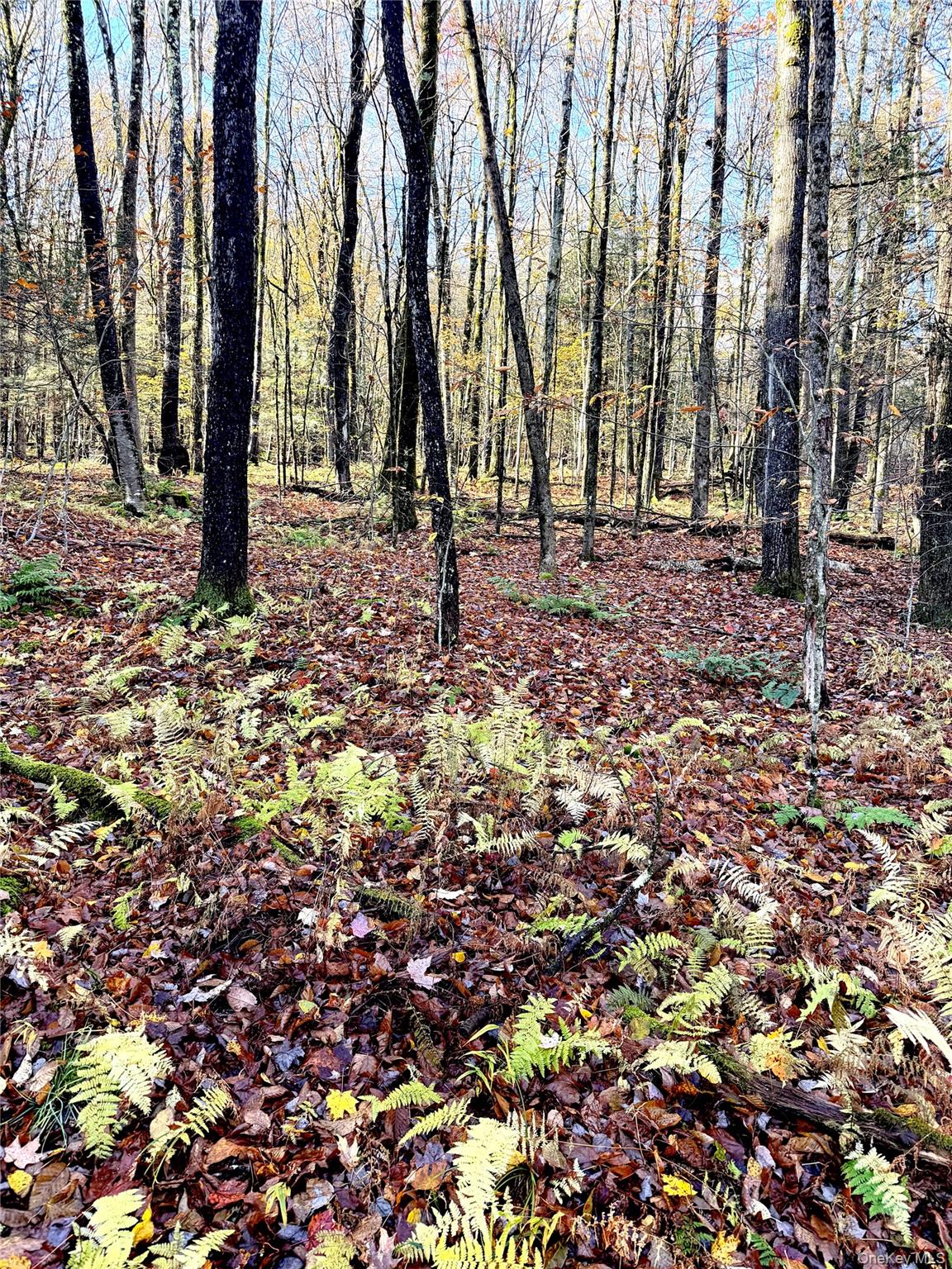 #4 photo, Tr 4, Fremont Center , NY 12736