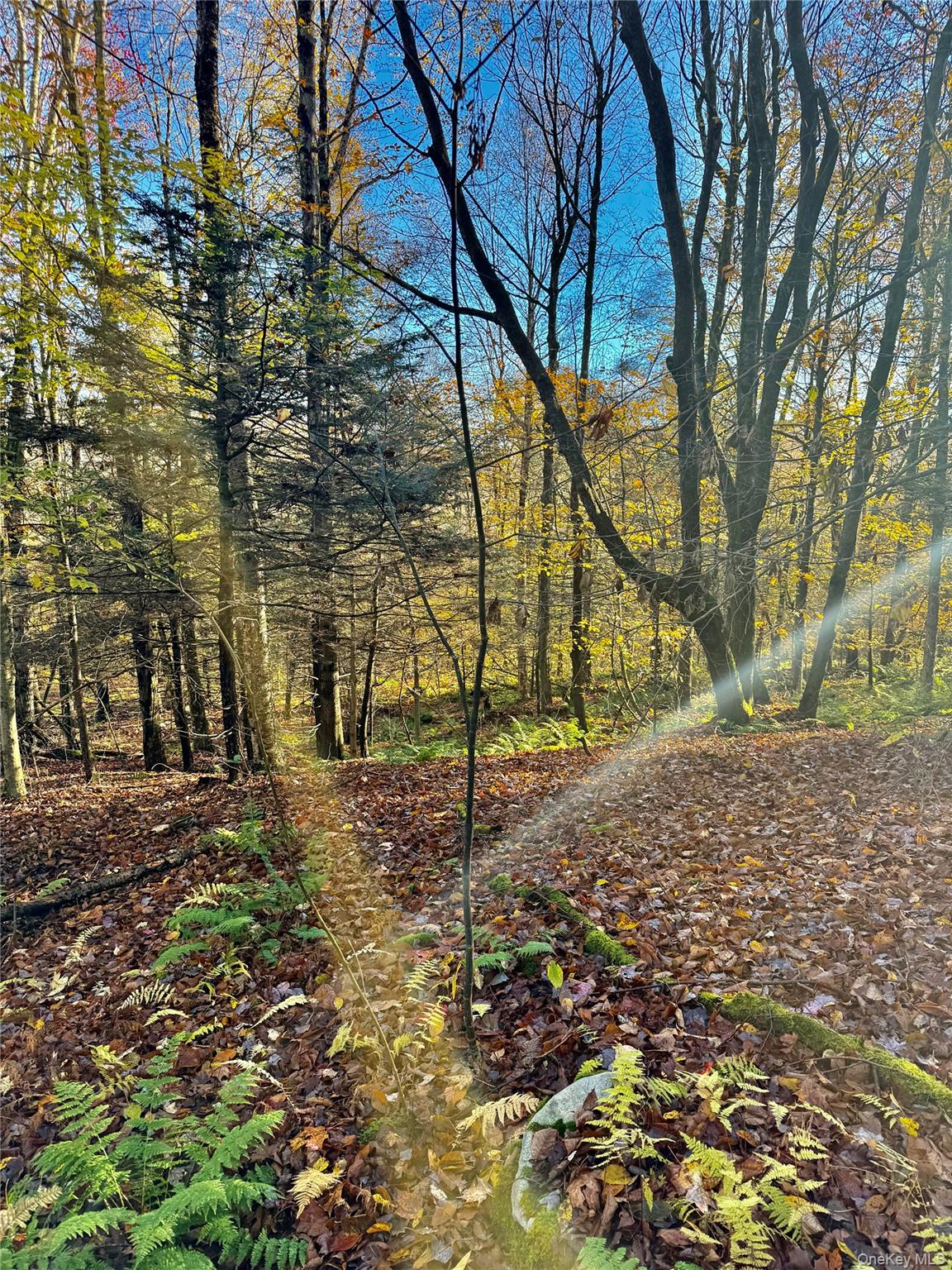 #5 photo, Tr 4, Fremont Center , NY 12736