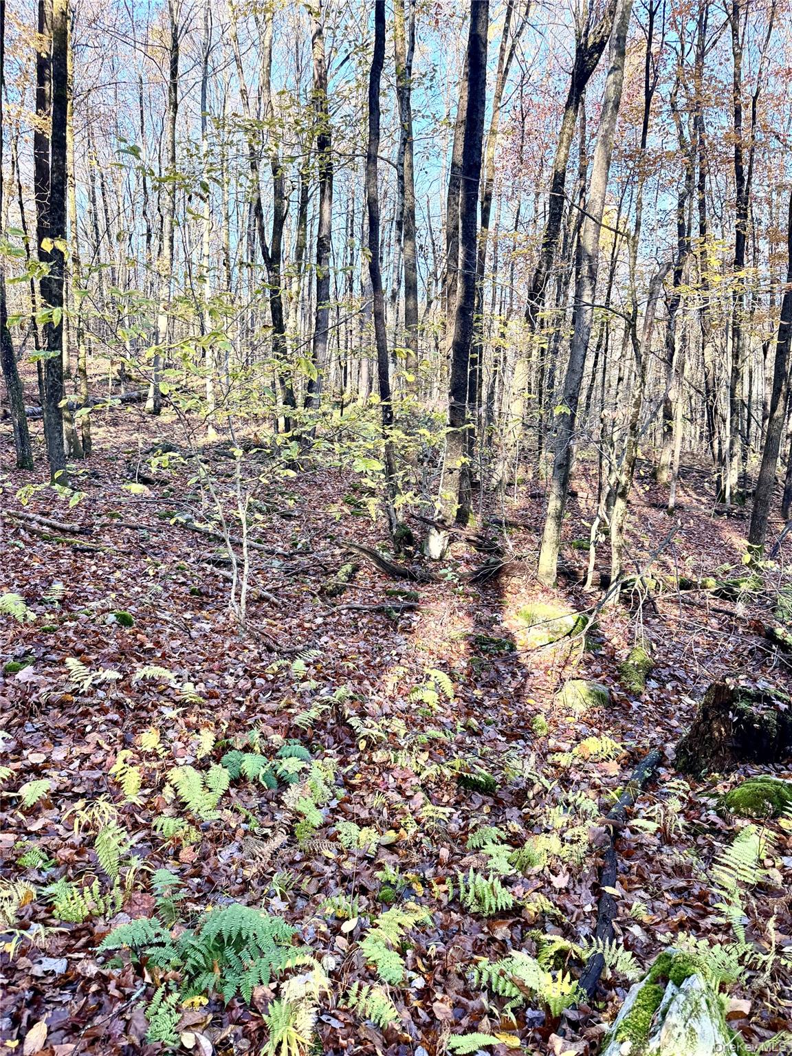 #7 photo, Tr 4, Fremont Center , NY 12736