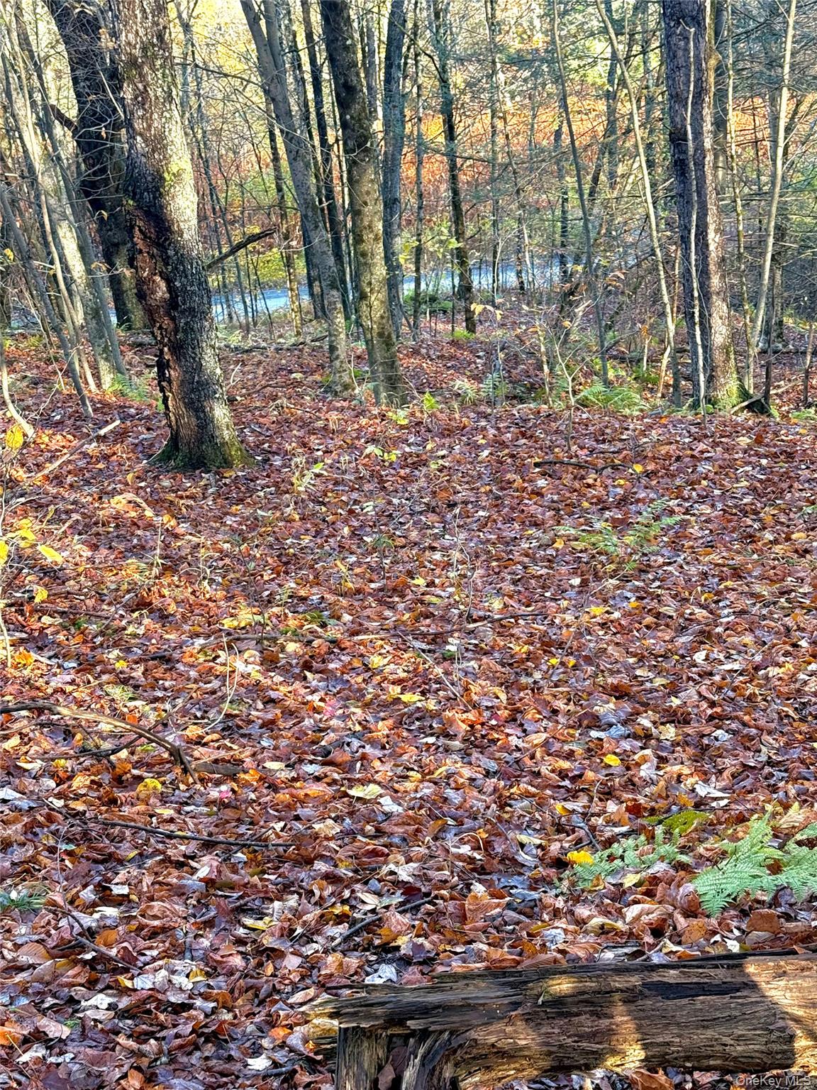 #8 photo, Tr 4, Fremont Center , NY 12736