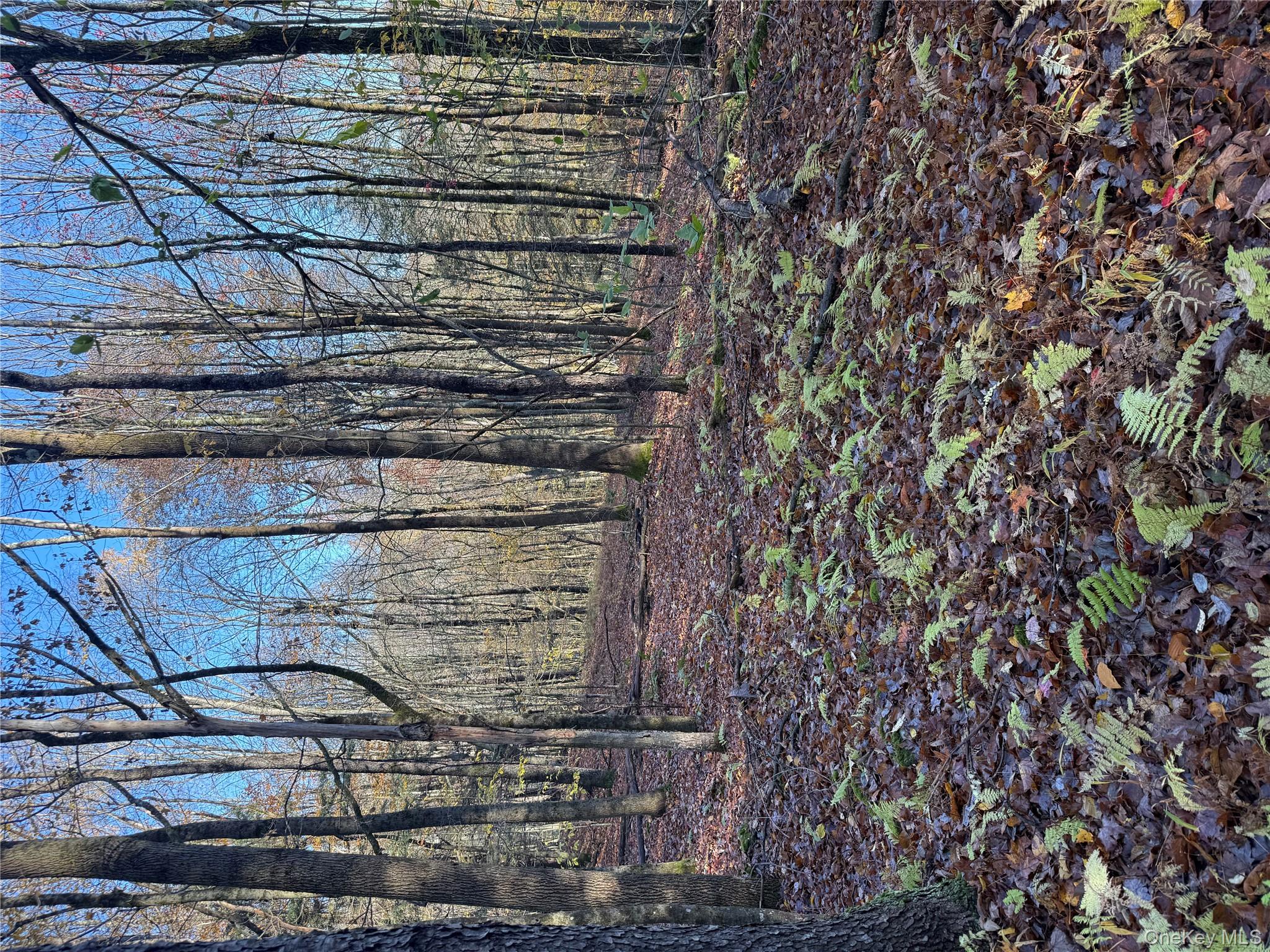 #9 photo, Tr 4, Fremont Center , NY 12736