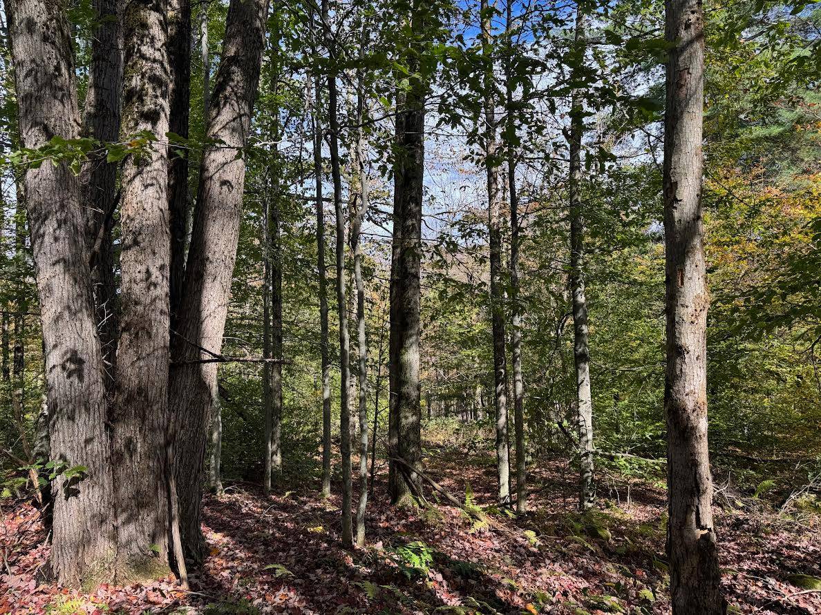 #18 photo, 491 Tamarac Rd, Oxford , NY 13830