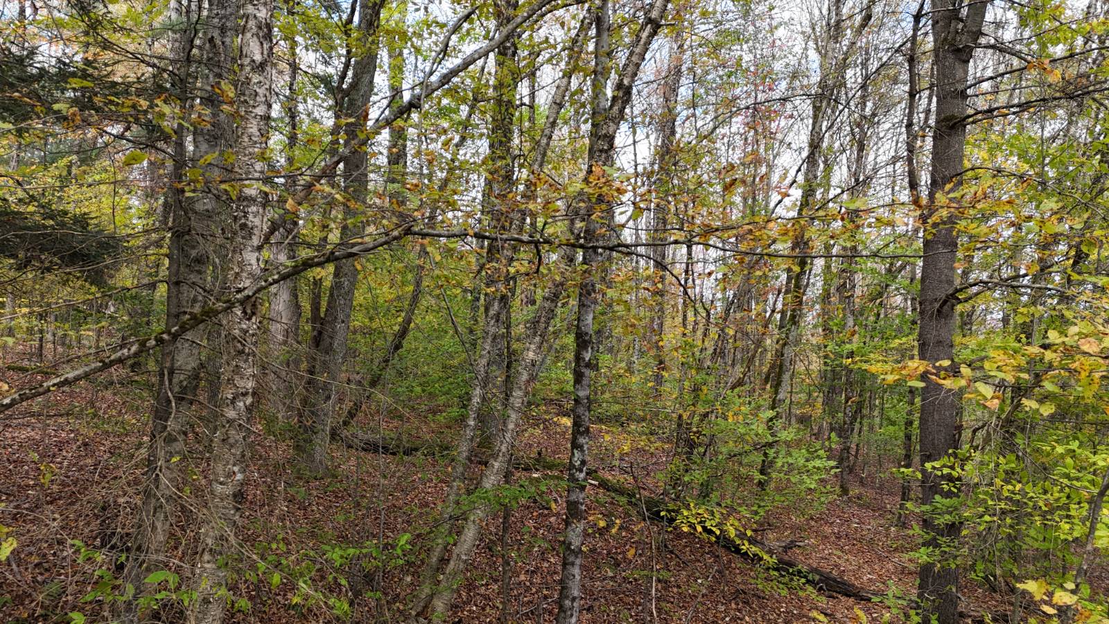 #20 photo, 491 Tamarac Rd, Oxford , NY 13830