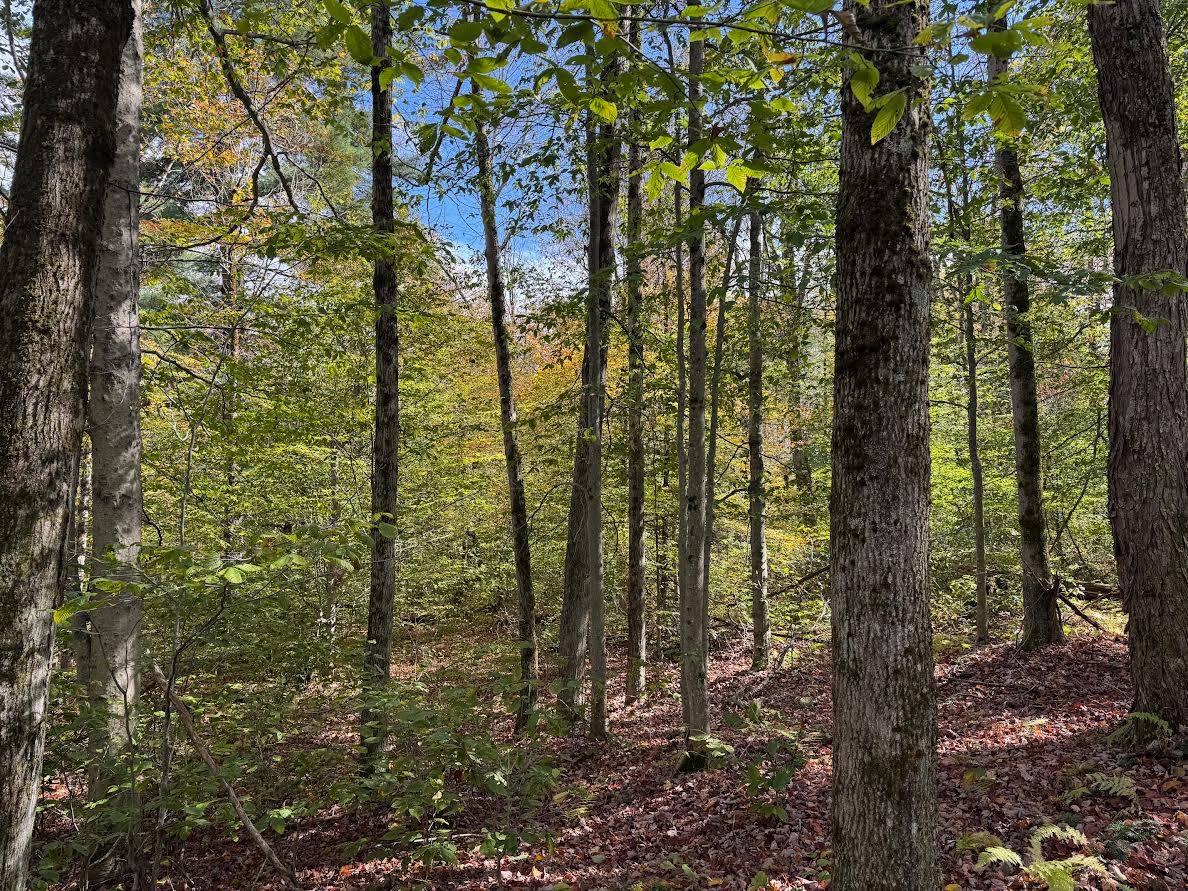 #24 photo, 491 Tamarac Rd, Oxford , NY 13830