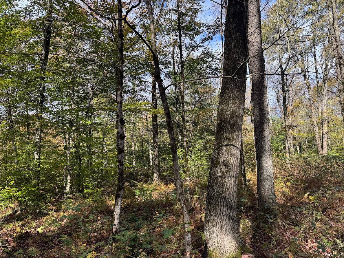 #25 photo, 491 Tamarac Rd, Oxford , NY 13830