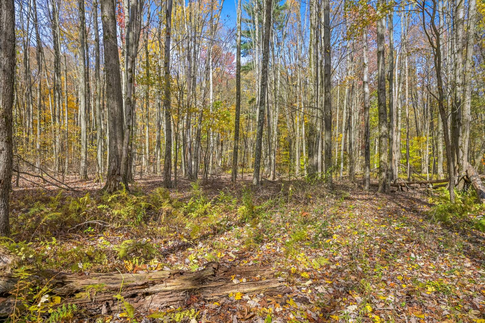 #72 photo, 419 Algerine St, Afton , NY 13730