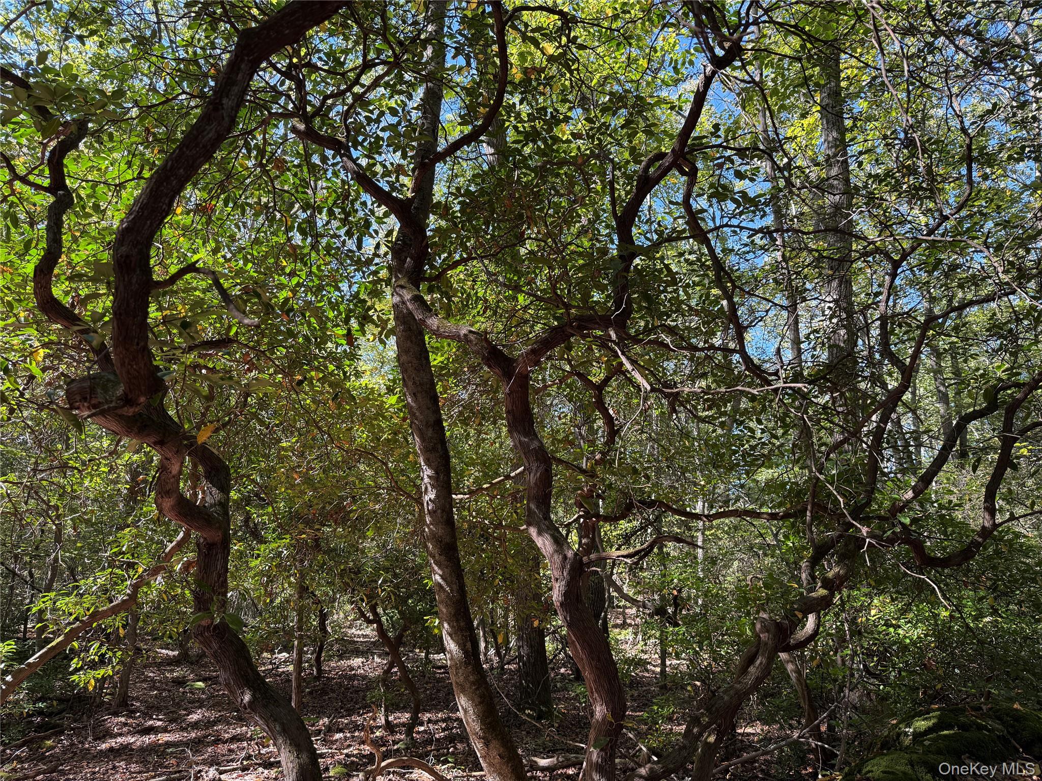 #10 photo, 98 Eastwoods Road, Pound Ridge , NY 10576