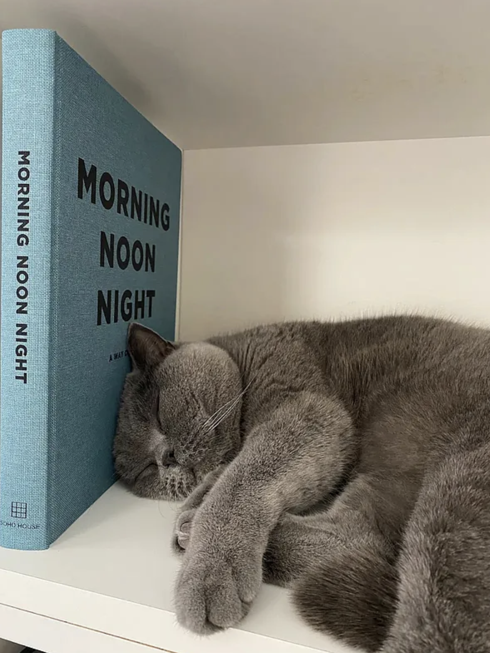 #10 photo, 202 Bergen Street, Boerum Hill , NY 11217