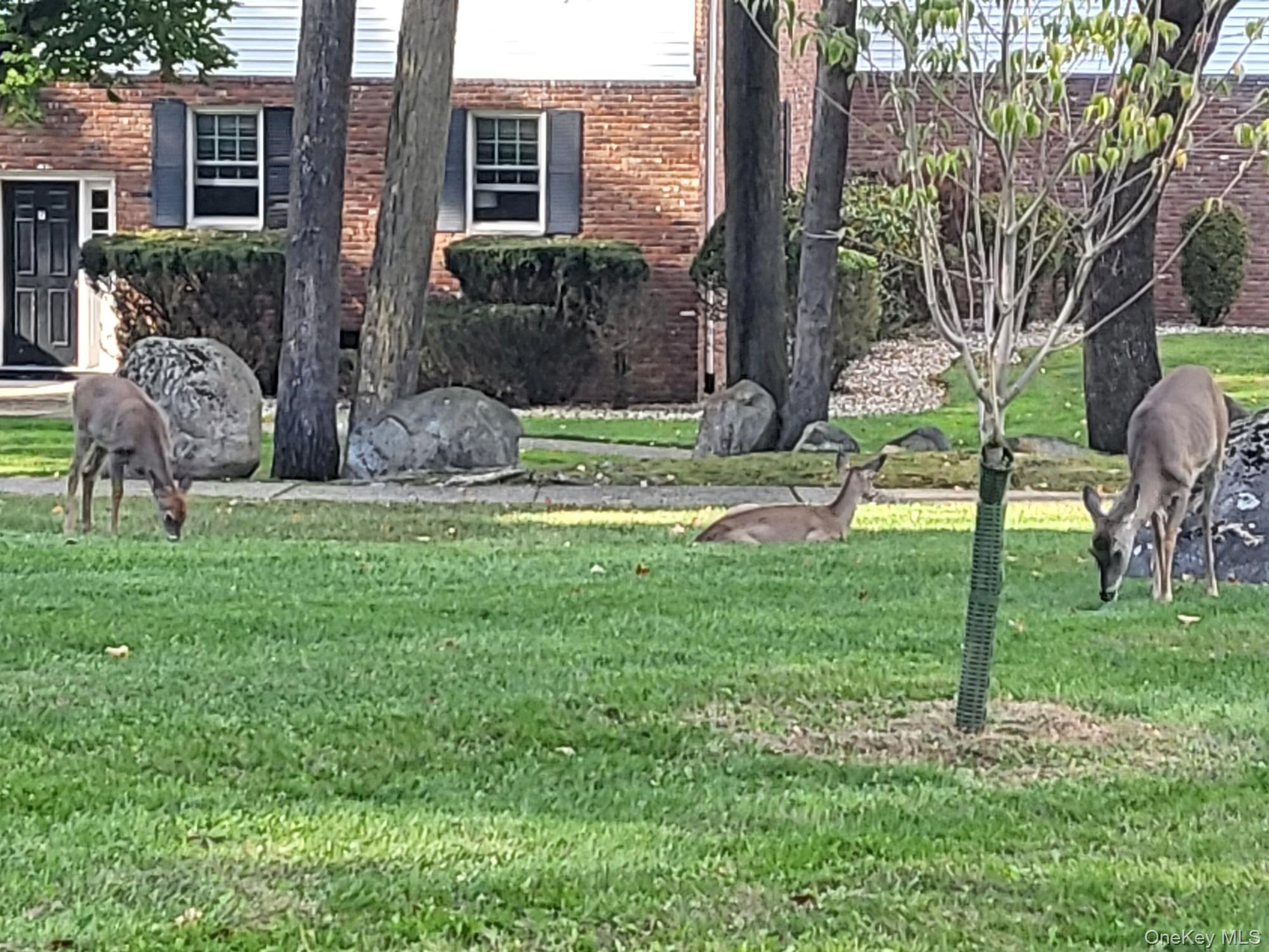 #8 photo, 13 Essex Lane, Suffern , NY 10901