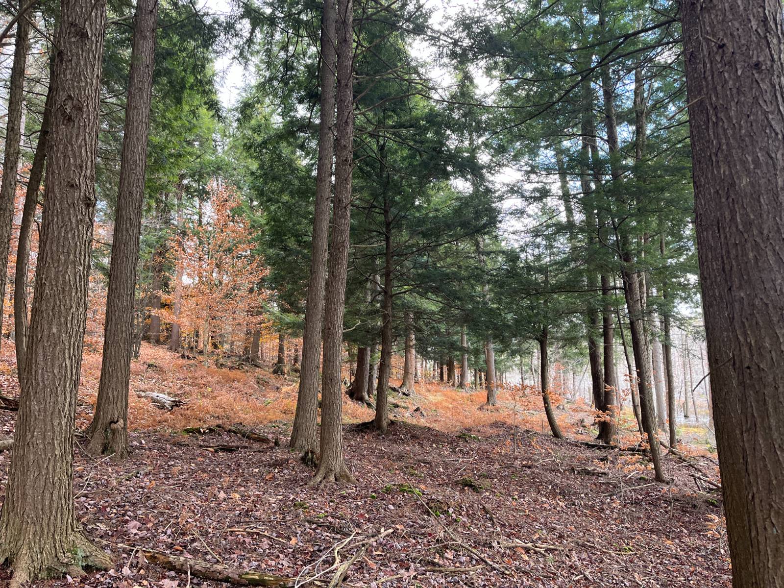 #16 photo, 00 Boyd Pond Rd, #Lot 8 & 9, Russell , NY 13684