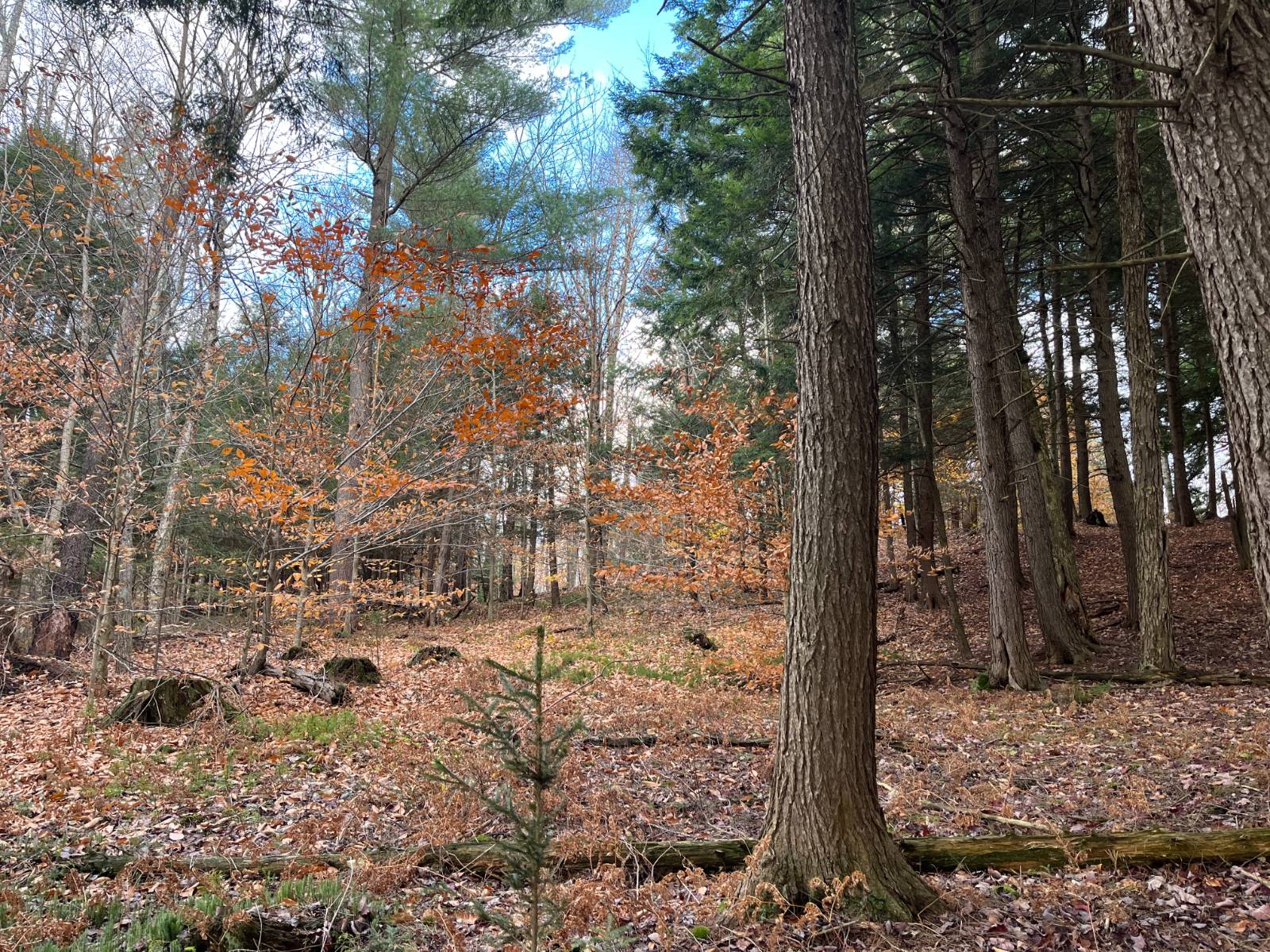 #17 photo, 00 Boyd Pond Rd, #Lot 8 & 9, Russell , NY 13684