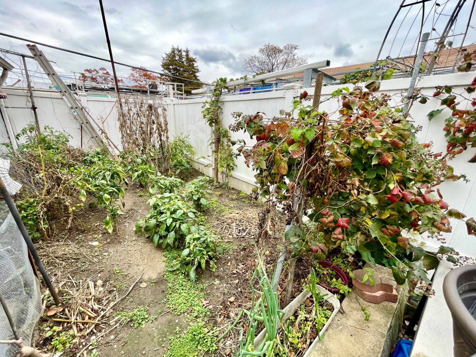 #9 photo, 2726  Pearsall Avenue, Laconia , NY 10469