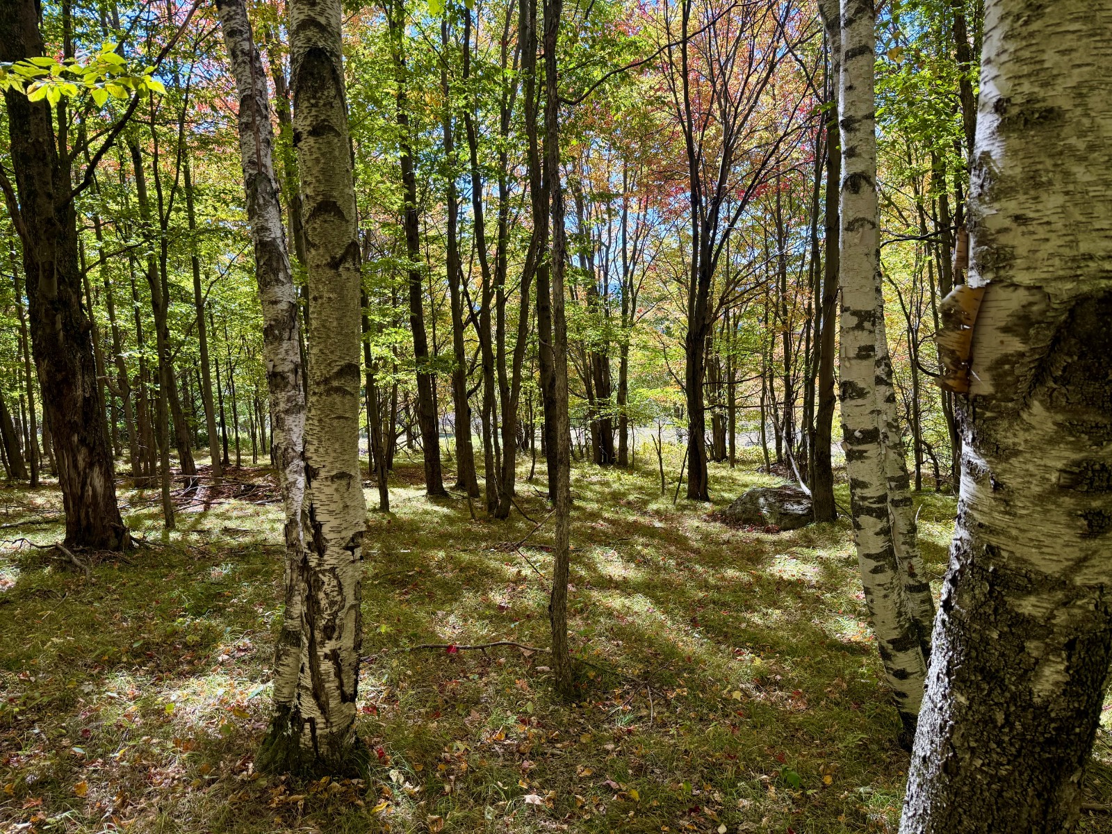 #29 photo, 393 B G Partridge Rd, Windham , NY 12496