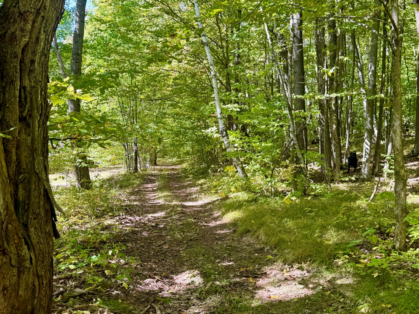 #35 photo, 393 B G Partridge Rd, Windham , NY 12496