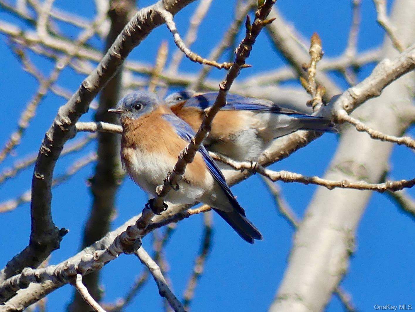 #3 photo, 904 Dean Avenue, Bronx , NY 10465