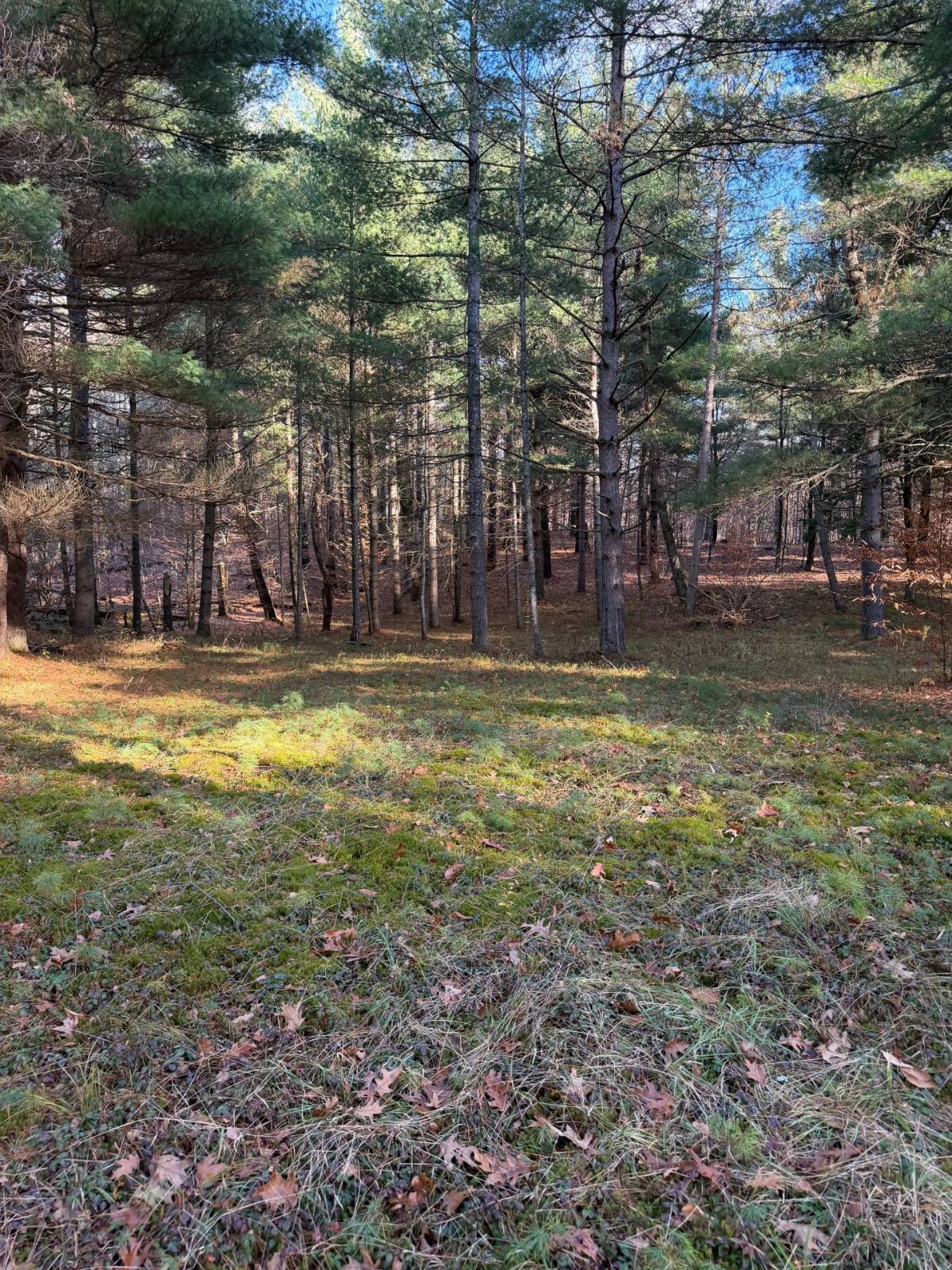 #13 photo, 1290 Sh 3, Harrisville , NY 13648