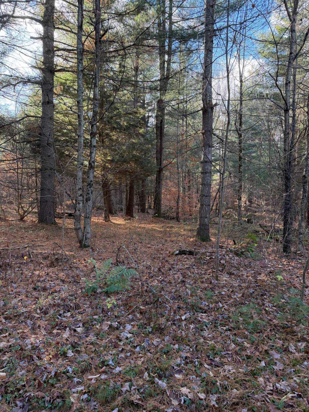 #15 photo, 1290 Sh 3, Harrisville , NY 13648