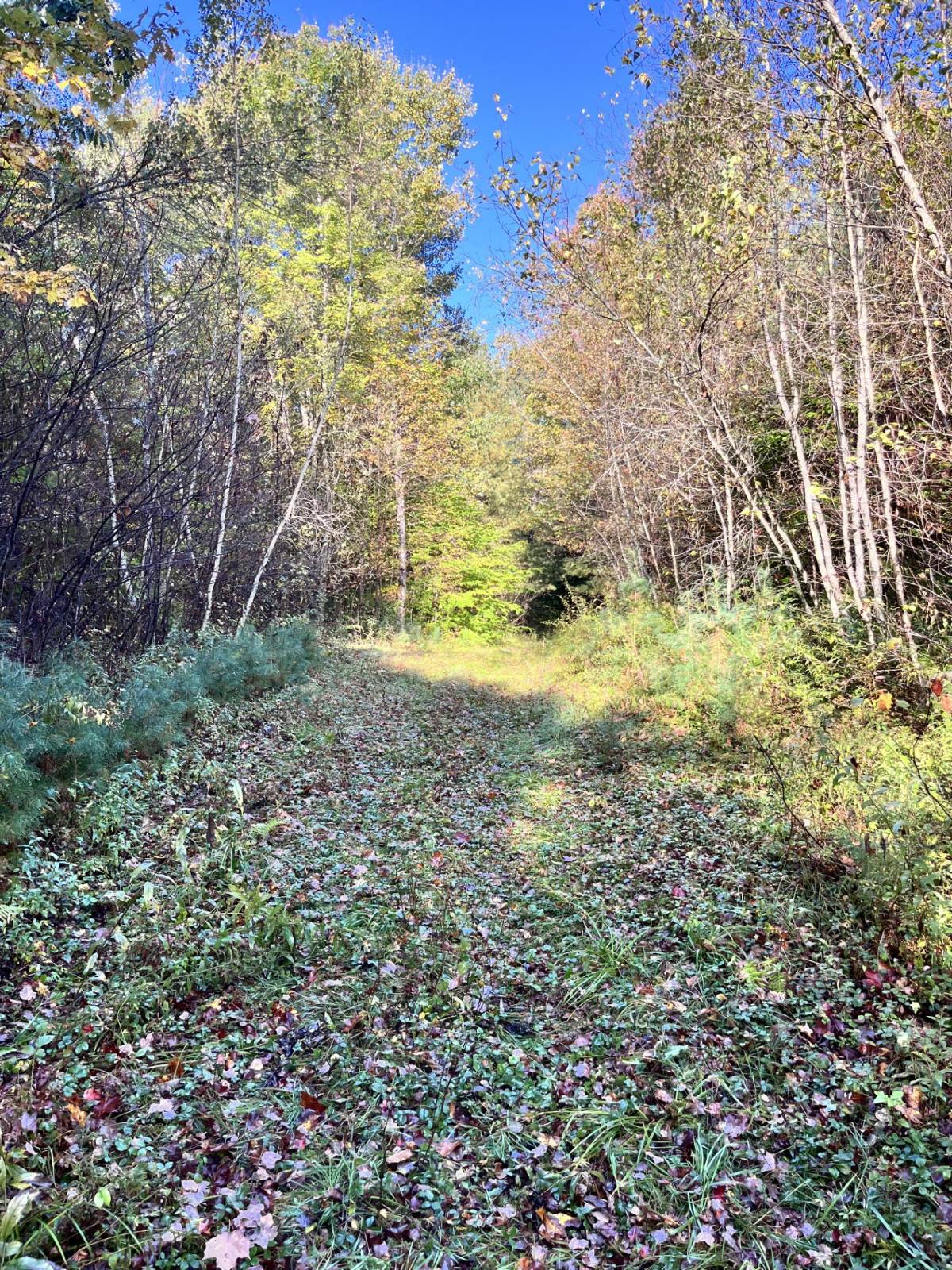 #22 photo, 1290 Sh 3, Harrisville , NY 13648