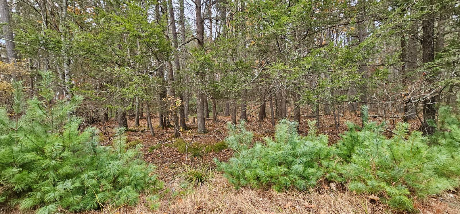 #5 photo, Lot 28 Summit Dr, Eldred , NY 12732