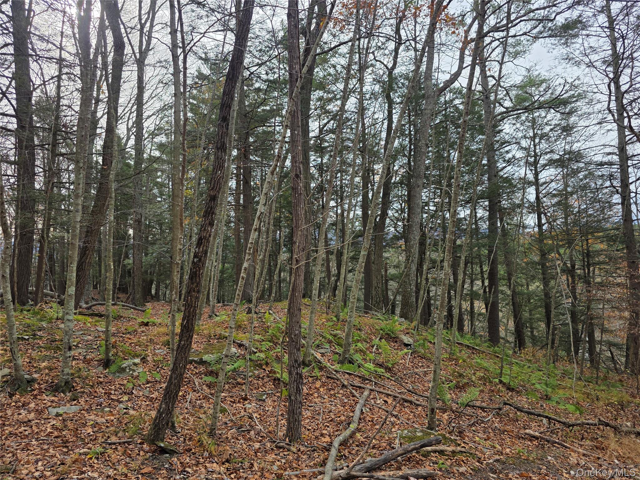 #3 photo, County Route 41, Cairo , NY 12413