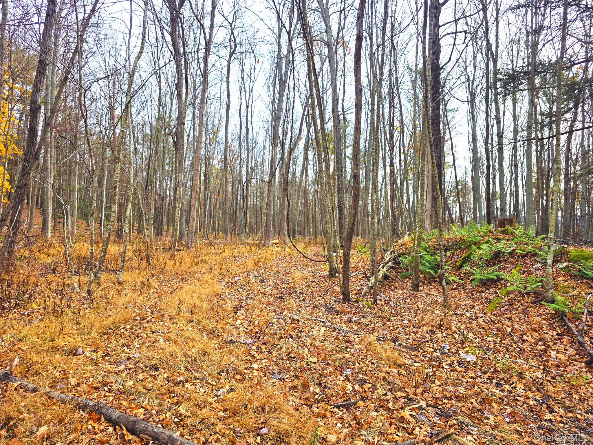 #4 photo, County Route 41, Cairo , NY 12413