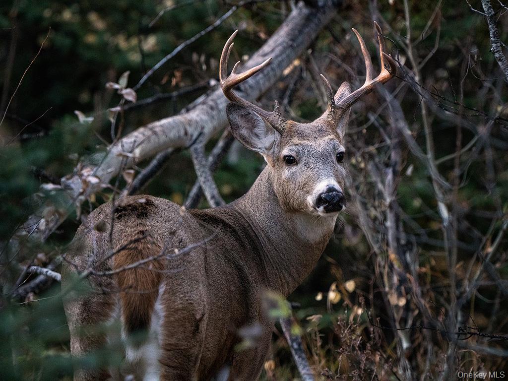 #6 photo, 3 Chapin Trail, White Lake , NY 12786