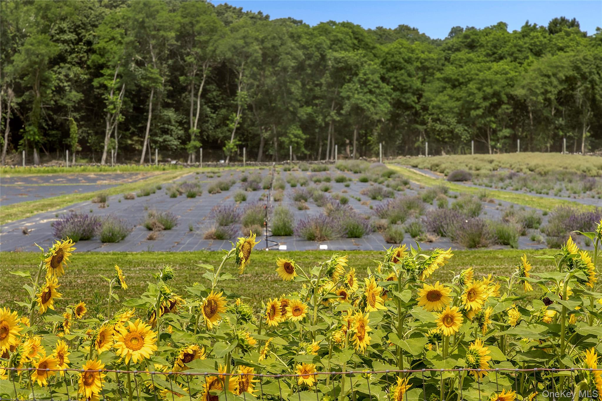 #4 photo, 3360 Sound Avenue, Riverhead , NY 11901